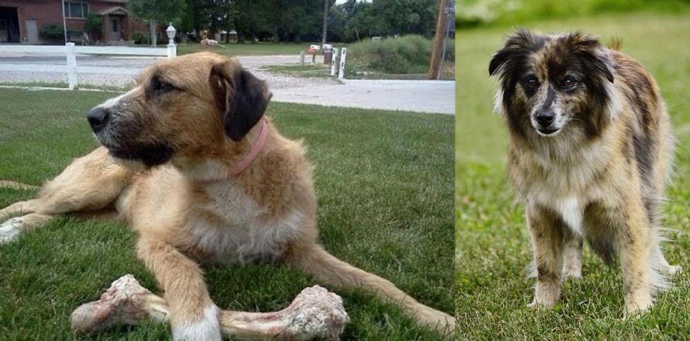 Pyrenean Shepherd vs Irish Mastiff Hound - Breed Comparison