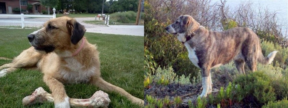 Rafeiro do Alentejo vs Irish Mastiff Hound - Breed Comparison