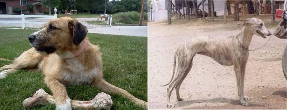 Rampur Greyhound vs Irish Mastiff Hound - Breed Comparison