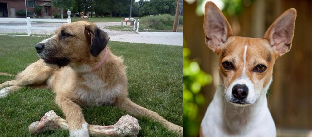 Rat Terrier vs Irish Mastiff Hound - Breed Comparison