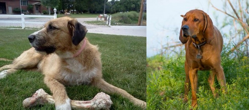 Redbone Coonhound vs Irish Mastiff Hound - Breed Comparison