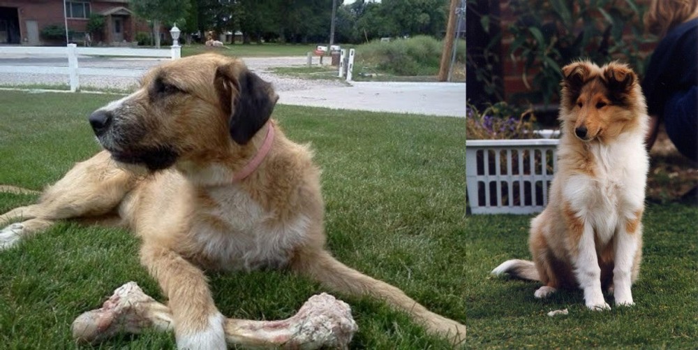 Rough Collie vs Irish Mastiff Hound - Breed Comparison