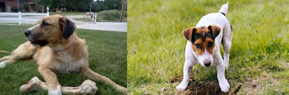 Russell Terrier vs Irish Mastiff Hound - Breed Comparison