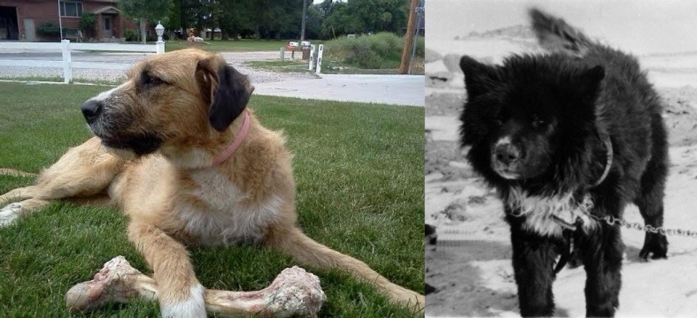Sakhalin Husky vs Irish Mastiff Hound - Breed Comparison