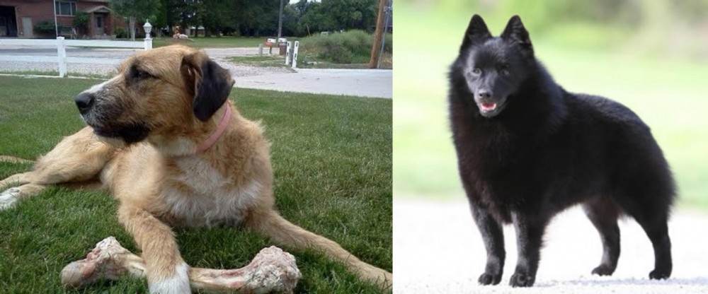 Schipperke vs Irish Mastiff Hound - Breed Comparison