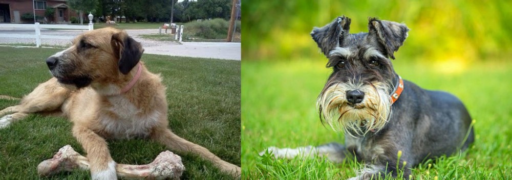 Schnauzer vs Irish Mastiff Hound - Breed Comparison