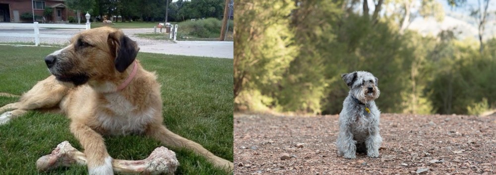 Schnoodle vs Irish Mastiff Hound - Breed Comparison