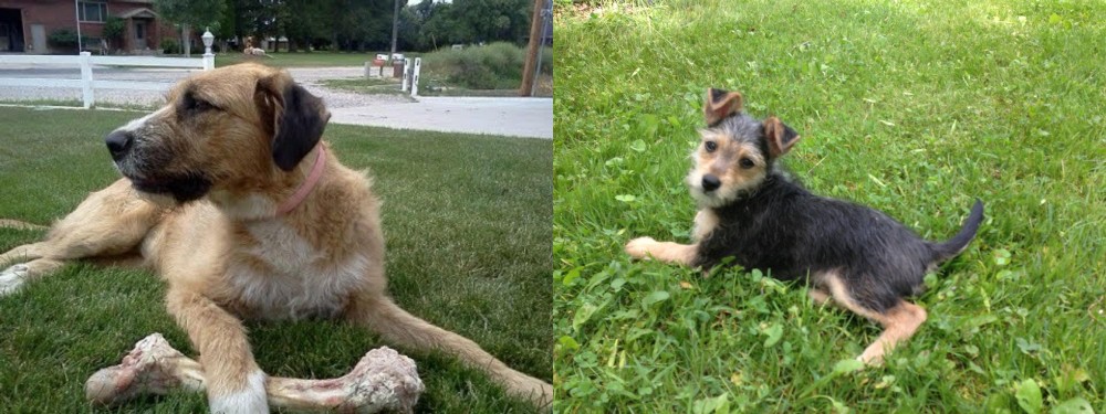 Schnorkie vs Irish Mastiff Hound - Breed Comparison