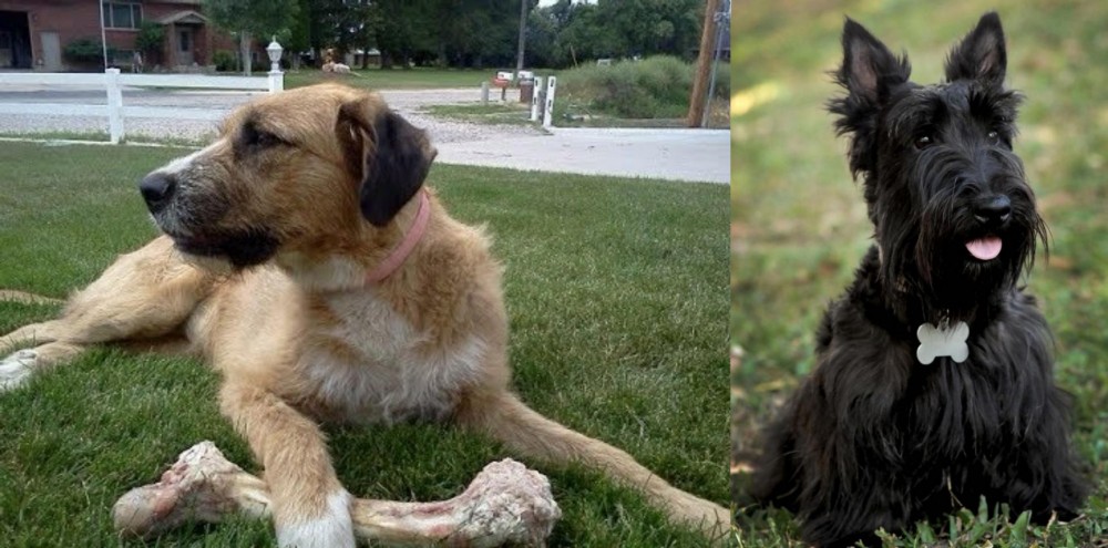Scoland Terrier vs Irish Mastiff Hound - Breed Comparison