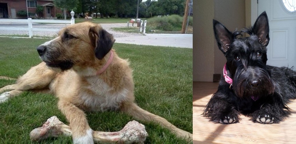 Scottish Terrier vs Irish Mastiff Hound - Breed Comparison