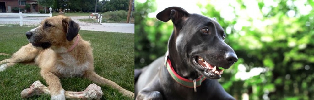 Shepard Labrador vs Irish Mastiff Hound - Breed Comparison