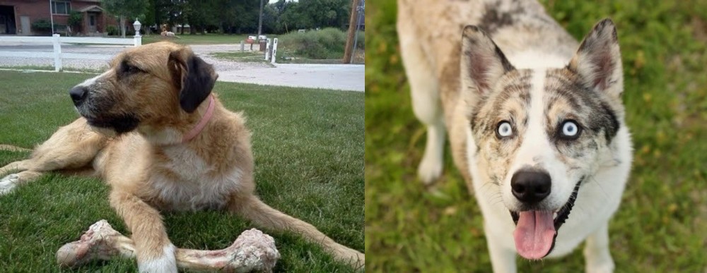 Shepherd Husky vs Irish Mastiff Hound - Breed Comparison