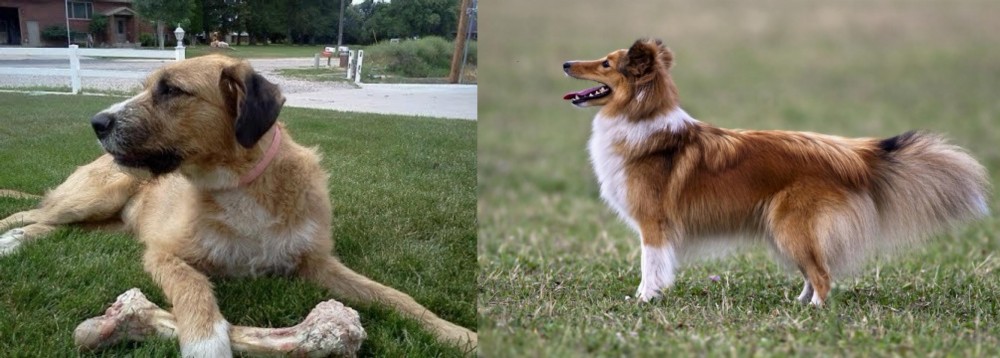 Shetland Sheepdog vs Irish Mastiff Hound - Breed Comparison