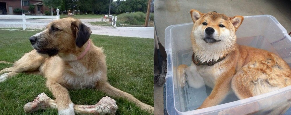 Shiba Inu vs Irish Mastiff Hound - Breed Comparison