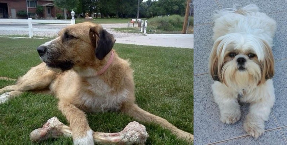 Shih Tzu vs Irish Mastiff Hound - Breed Comparison