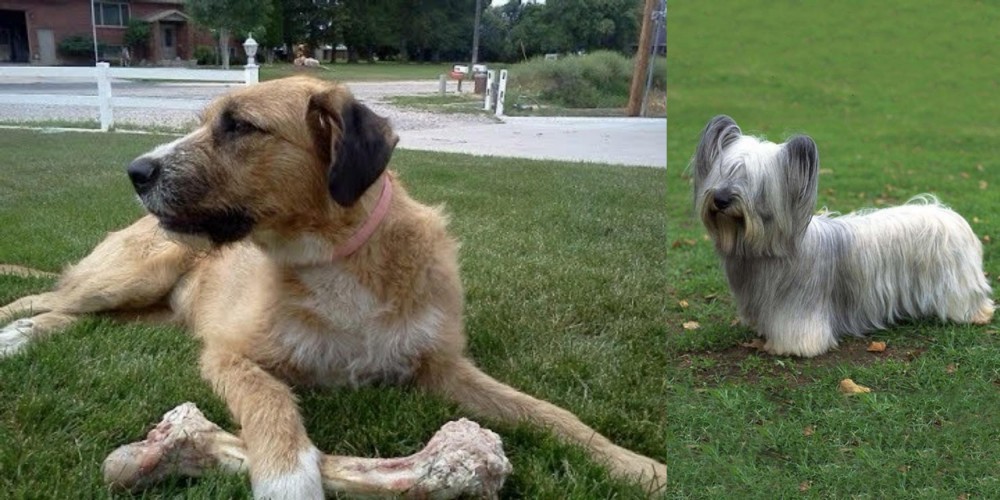 Skye Terrier vs Irish Mastiff Hound - Breed Comparison