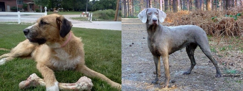 Slovensky Hrubosrsty Stavac vs Irish Mastiff Hound - Breed Comparison