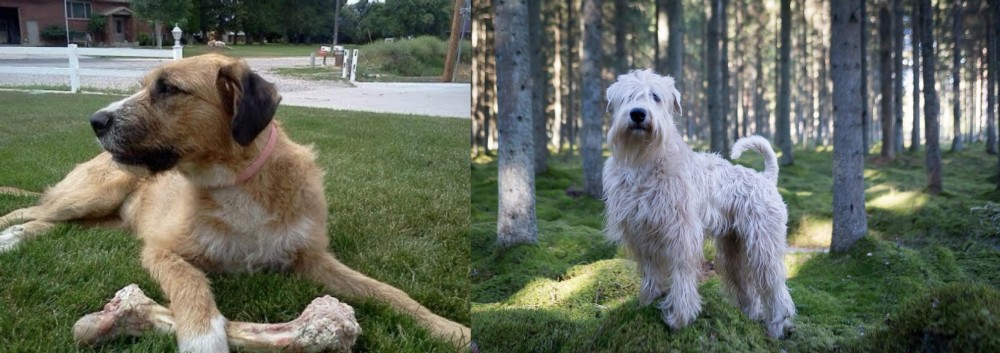 Soft-Coated Wheaten Terrier vs Irish Mastiff Hound - Breed Comparison