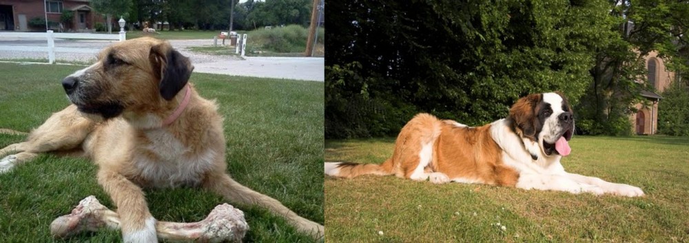 St. Bernard vs Irish Mastiff Hound - Breed Comparison
