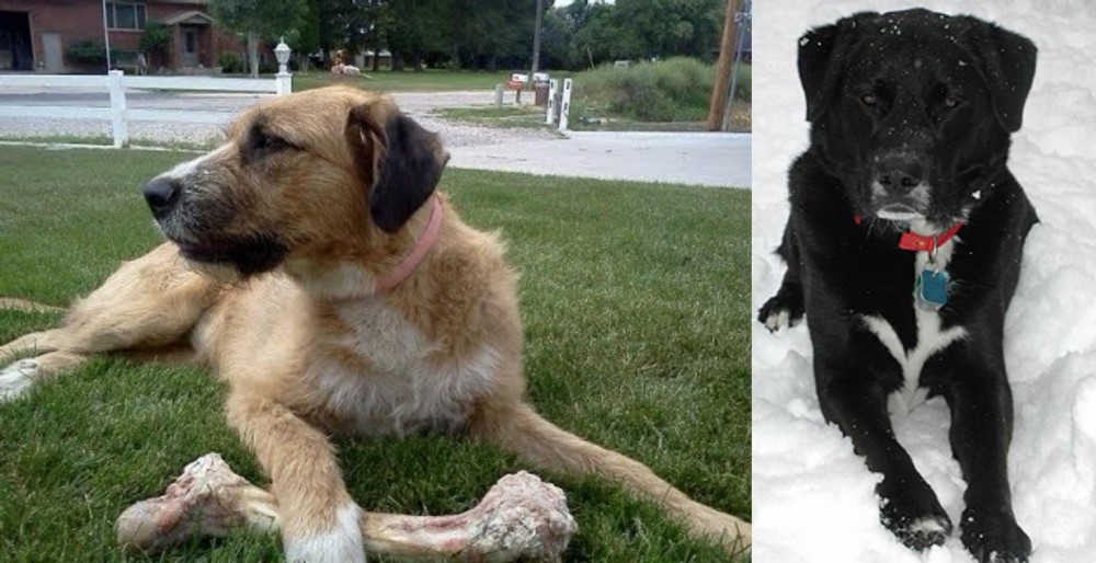 St. John's Water Dog vs Irish Mastiff Hound - Breed Comparison