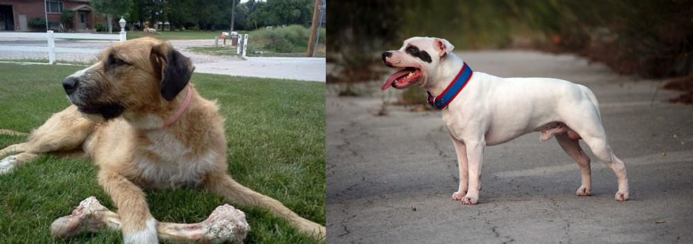 Staffordshire Bull Terrier vs Irish Mastiff Hound - Breed Comparison
