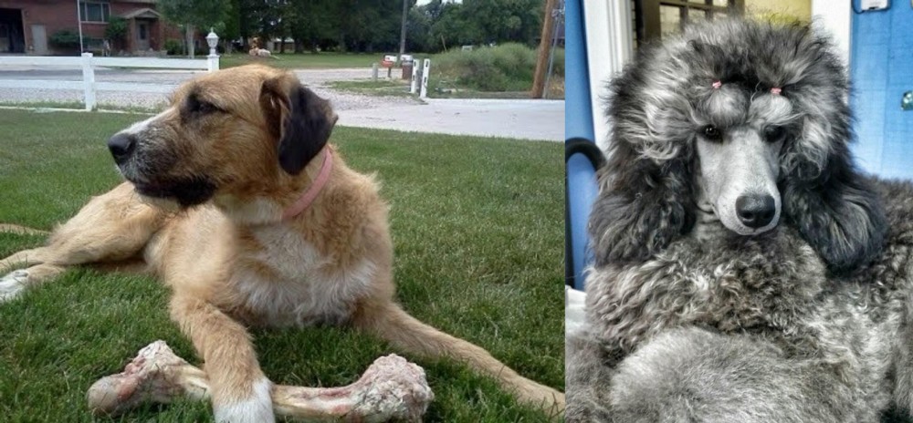 Standard Poodle vs Irish Mastiff Hound - Breed Comparison