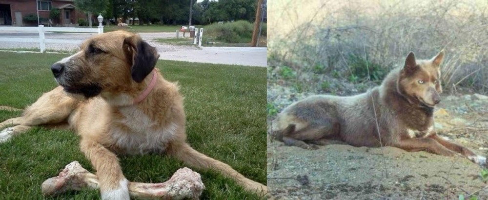 Tahltan Bear Dog vs Irish Mastiff Hound - Breed Comparison