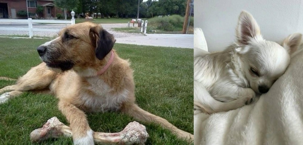 Tea Cup Chihuahua vs Irish Mastiff Hound - Breed Comparison