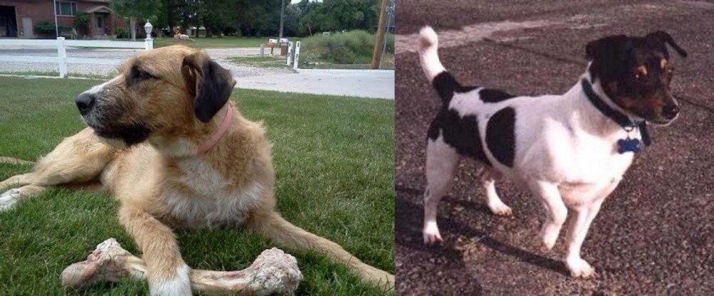 Teddy Roosevelt Terrier vs Irish Mastiff Hound - Breed Comparison