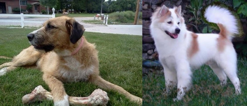Thai Bangkaew vs Irish Mastiff Hound - Breed Comparison