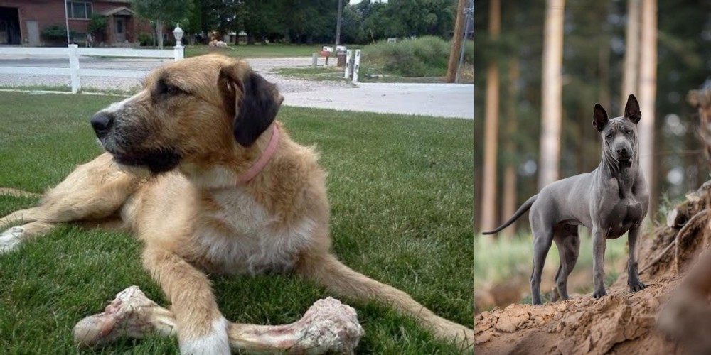 Thai Ridgeback vs Irish Mastiff Hound - Breed Comparison