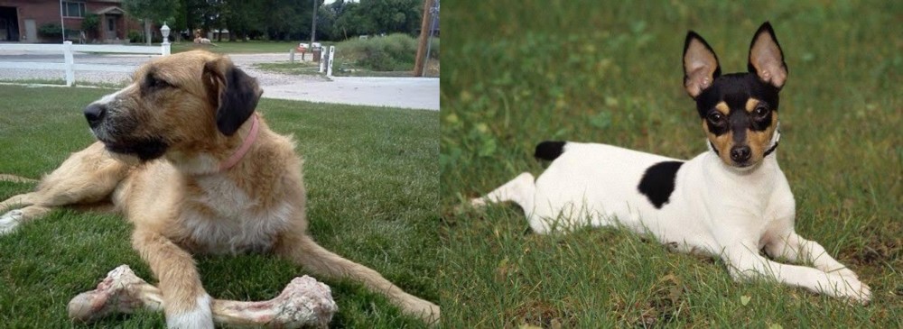 Toy Fox Terrier vs Irish Mastiff Hound - Breed Comparison