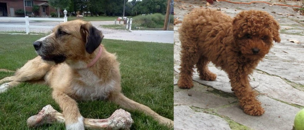Toy Poodle vs Irish Mastiff Hound - Breed Comparison