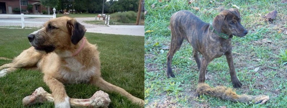 Treeing Cur vs Irish Mastiff Hound - Breed Comparison