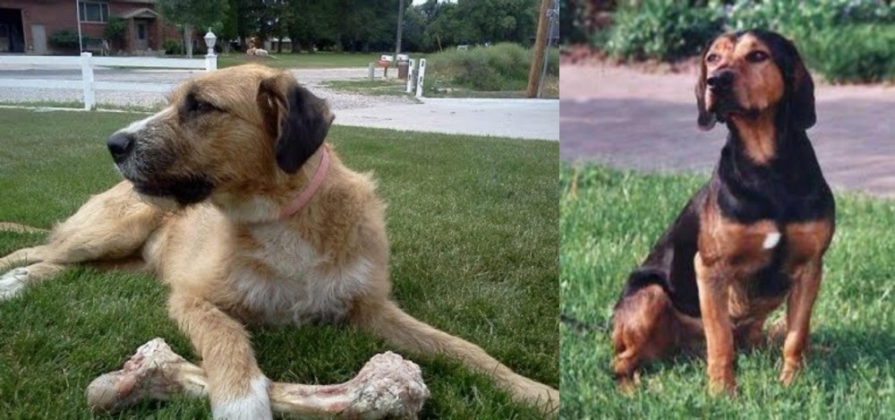 Tyrolean Hound vs Irish Mastiff Hound - Breed Comparison