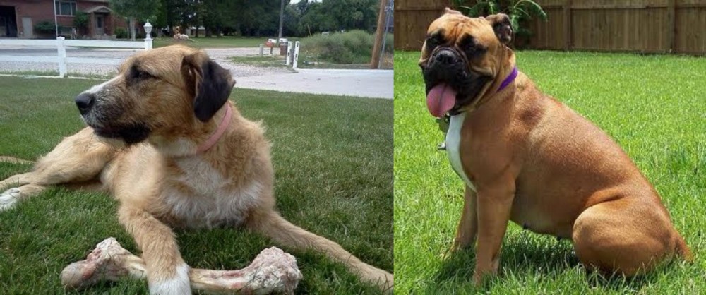 Valley Bulldog vs Irish Mastiff Hound - Breed Comparison