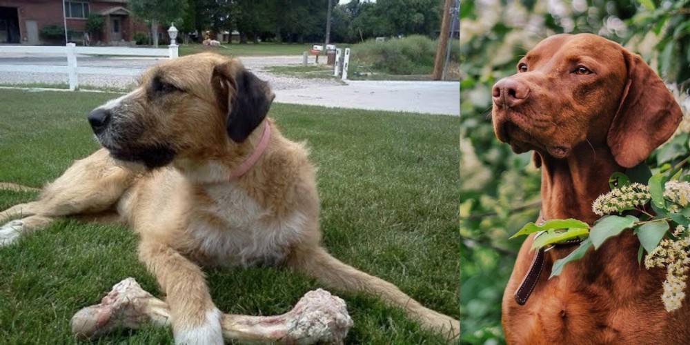 Vizsla vs Irish Mastiff Hound - Breed Comparison