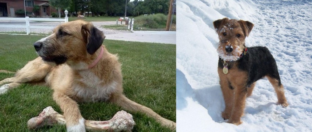Welsh Terrier vs Irish Mastiff Hound - Breed Comparison