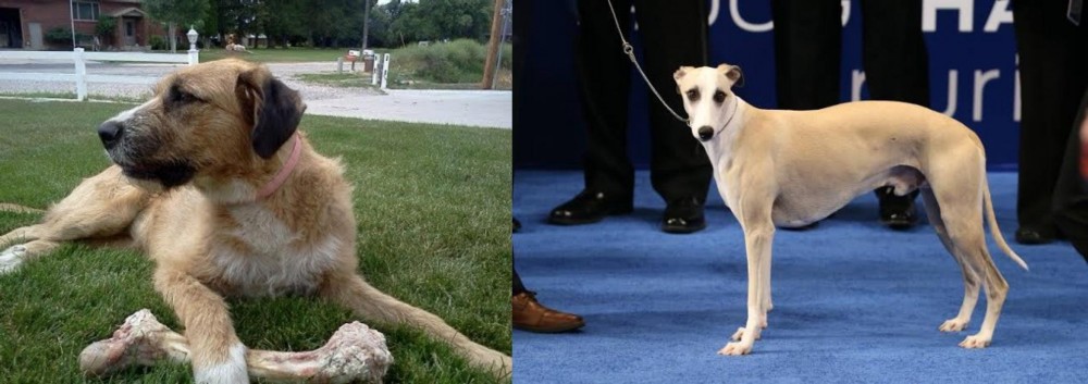 Whippet vs Irish Mastiff Hound - Breed Comparison