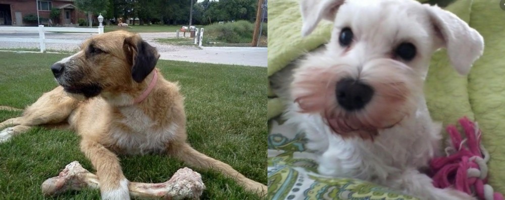 White Schnauzer vs Irish Mastiff Hound - Breed Comparison