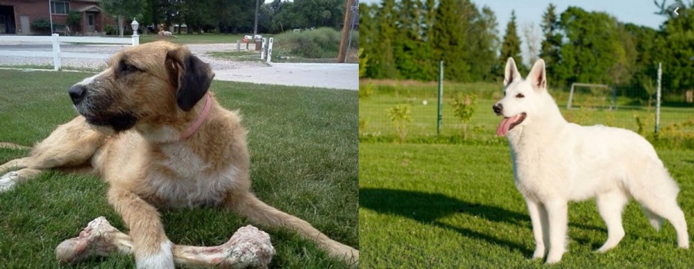 White Shepherd vs Irish Mastiff Hound - Breed Comparison