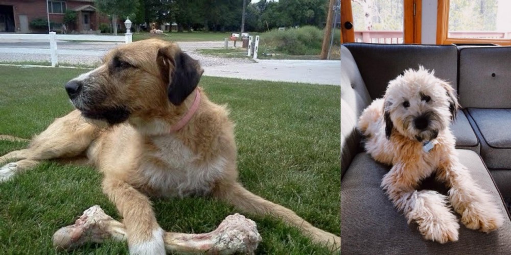 Whoodles vs Irish Mastiff Hound - Breed Comparison