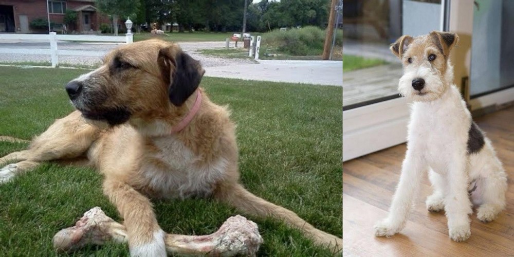 Wire Fox Terrier vs Irish Mastiff Hound - Breed Comparison