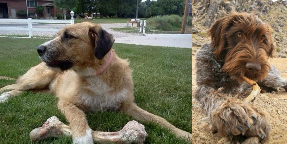 Wirehaired Pointing Griffon vs Irish Mastiff Hound - Breed Comparison