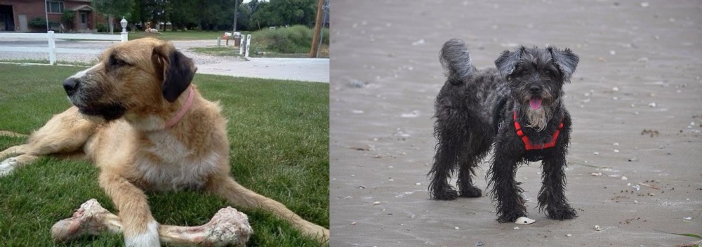 YorkiePoo vs Irish Mastiff Hound - Breed Comparison