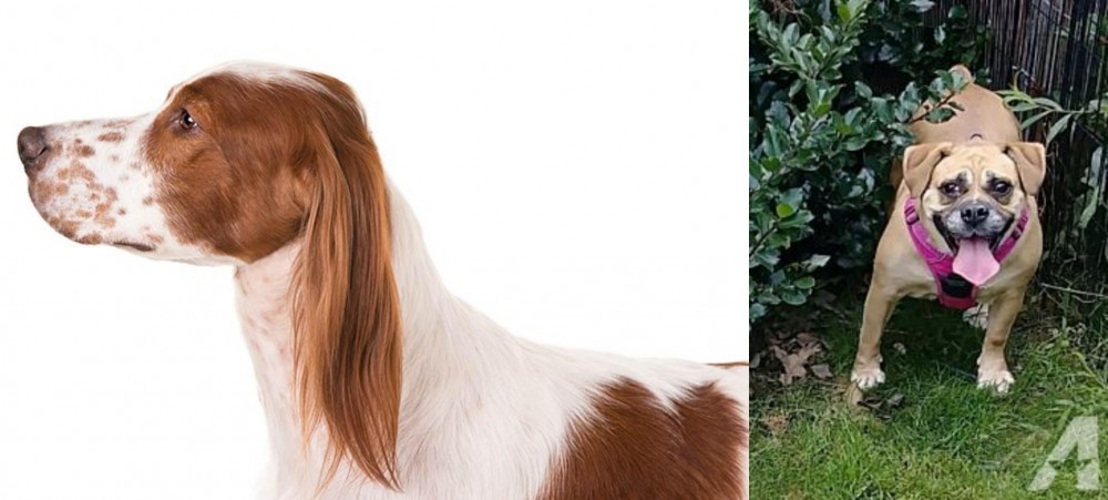 Beabull vs Irish Red and White Setter - Breed Comparison