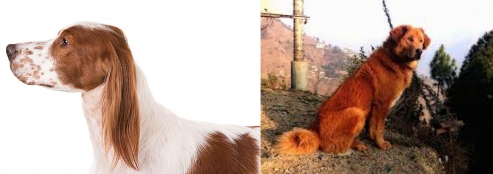 Himalayan Sheepdog vs Irish Red and White Setter - Breed Comparison