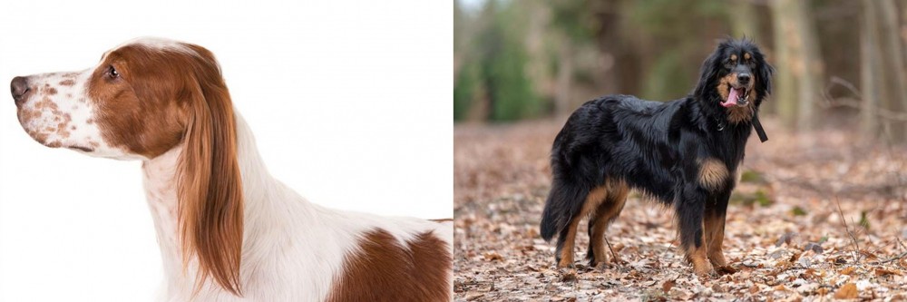 Hovawart vs Irish Red and White Setter - Breed Comparison