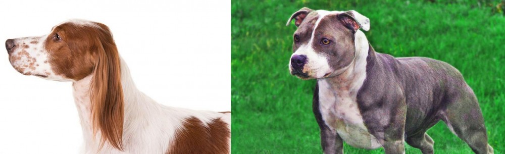 Irish Staffordshire Bull Terrier vs Irish Red and White Setter - Breed Comparison