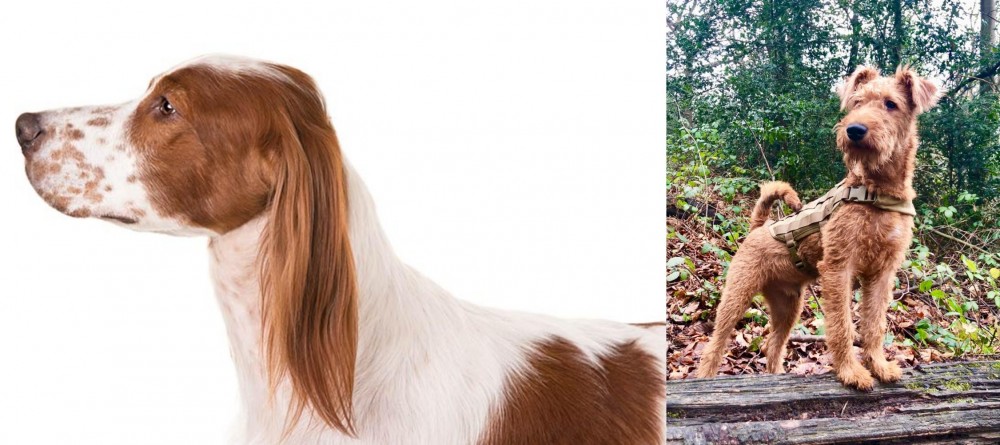 Irish Terrier vs Irish Red and White Setter - Breed Comparison